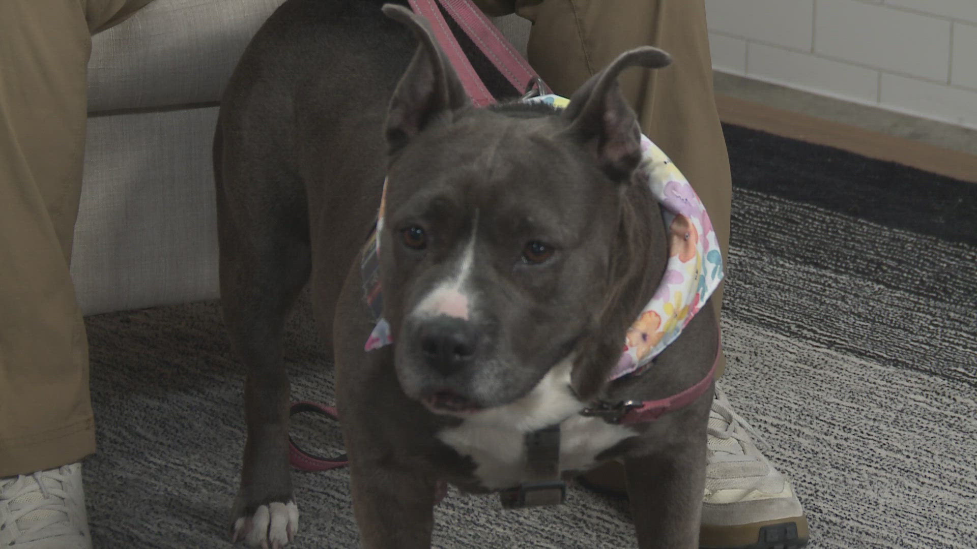 Luis Sanchez from Austin pets Alive joined KVUE's Jenni Lee with Delphina, a delightful and affectionate Terrier-Boxer mix.